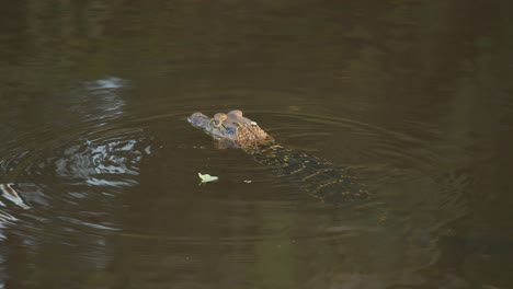 Caiman-turning-and-swimming-across-the-lake-calmly-causing-a-ripple-in-the-water-as-it-uses-its-tail-as-rudder