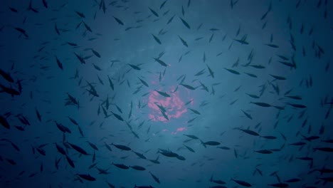 School-of-Skipjack-tuna-from-bellow-with-sun-on-surface