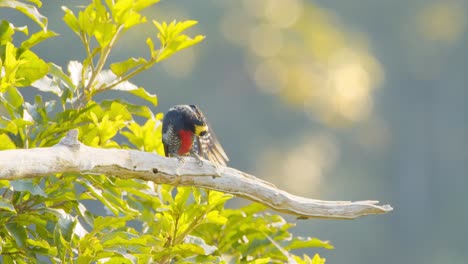 Un-Pájaro-Carpintero-Amarillo-Vigilante-Sentado-En-Una-Rama-Disfrutando-De-La-Luz-De-La-Mañana-Acicalándose-Sus-Plumas-En-Una-Selva-Tropical-Peruana