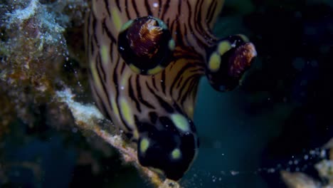 Close-up-shot-of-massive-nudibranch-