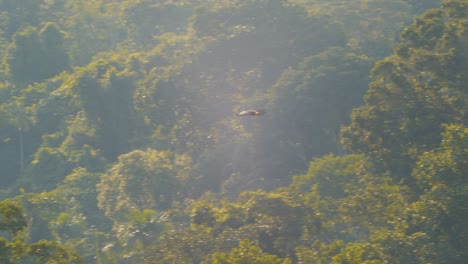 Morning-Flight-of-a-Channel-billed-Toucan-across-the-Peruvian-Rainforest-Canopy-panning-shot