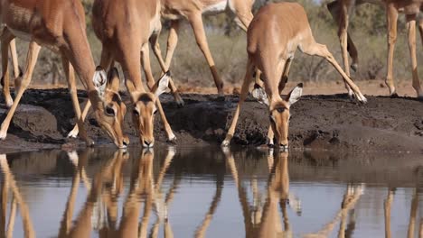 A-herd-of-drinking-impala-jump-away-in-fright-at-a-waterhole-in-Mashatu-Game-Reserve,-Botswana