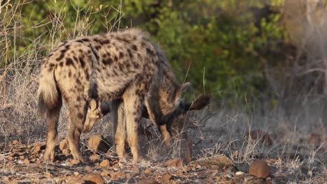 A-spotted-hyena-cub-interacting-with-and-adult-hyena-in-Mashatu-Game-Reserve,-Botswana