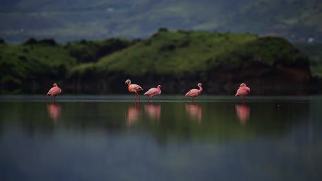 Statische-Aufnahme-Leuchtend-Rosafarbener-Flamingos,-Die-Sich-Langsam-Durch-Ruhiges-Wasser-Im-Lake-Natron,-Tansania,-Waten