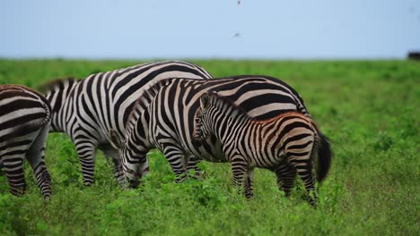 Primer-Plano-De-Una-Familia-De-Cebras-Con-Un-Joven-Lado-De-Mi-Madre-Todo-El-Tiempo-En-Serengeti,-Tanzania