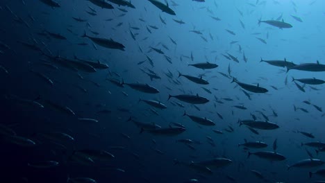 School-of-skipjack-tuna-moving-from-deep-water-towards-the-water-surface