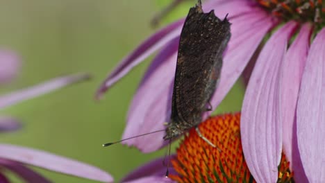 Macro-Shot-Of-European-peacock-Butterfly-flapping-wings-while-Sucking-Nectar-On-An-orange-Coneflower