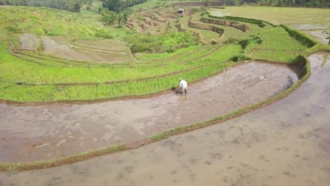 Aerial-orbit-shot-of-asian-farmer-working-in-wet-muddy-rice-field-on-top-of-hill