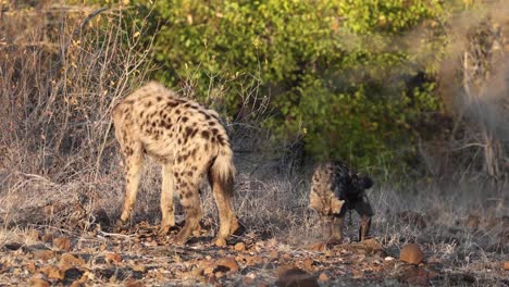 Spotted-hyena-and-cub-interaction-in-Mashatu-Game-Reserve,-Botswana
