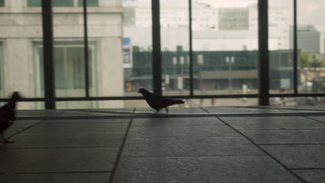 Pigeons-Walking-Around-an-Urban-Train-Station-with-Big-Windows-in-Berlin,-Germany