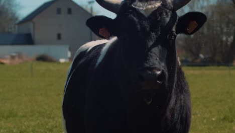 Portrait-shot-of-Bretonne-pie-noir-bull.