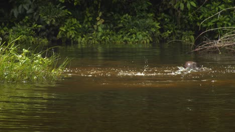 Riesenotterpaare-Jagen-Im-Trüben-Fluss,-Während-Fische-In-Die-Luft-Springen-Und-Otter-Spritzen