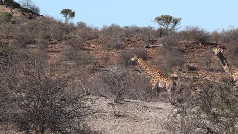 Four-giraffes-turn-to-look-at-the-camera-while-walking-in-Mashatu-Game-Reserve,-Botswana