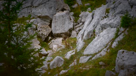 Footage-of-a-marmot-shot-in-nature-up-in-the-mountains-filmed-with-a-telephoto-lens-close-up-in-4k-with-surrounding-nature,-rocks,-plants