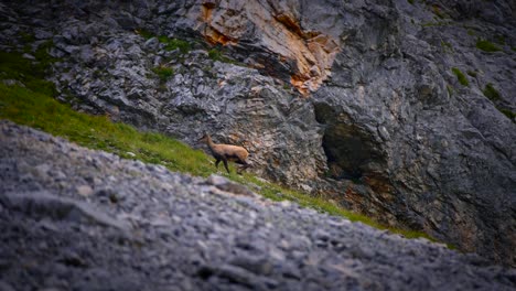 Footage-of-a-mountain-goat-filmed-up-in-the-mountains-in-slow-motion-walking-in-Slovenian-mountains-in-the-alps