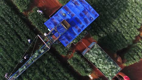 Overhead-view-of-conveyor-belt-machine-and-workers-during-pineapple-harvest,-Upala-in-Costa-Rica