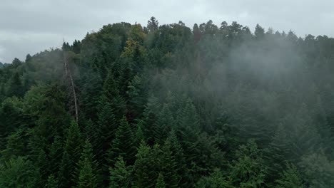 Bosque-Europeo-Rodeado-De-Ligeras-Manchas-De-Niebla