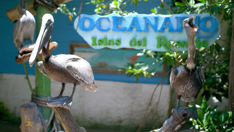 Mittlere-Aufnahme-Von-Zwei-Pelikanen-Im-Ozeanarium-In-Cartagena,-Kolumbien