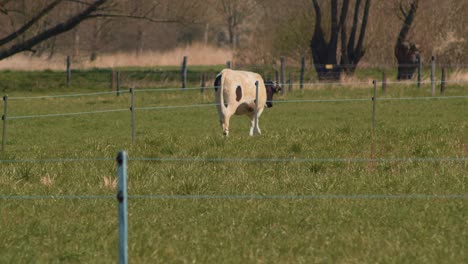 Die-Kamera-Folgt-Einer-Bretonne-Pie-Noir-Kuh,-Die-Auf-Einem-Kleinen-Bauernhof-Um-Einen-Zaun-Läuft