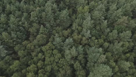 Tree-tops-of-thick-boreal-forest-create-green-textured-pattern,-aerial