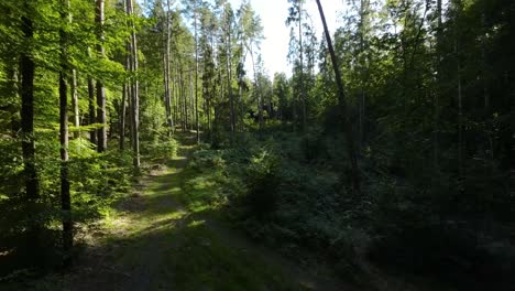 Langsamer-Vorwärtsflug-In-Tiefem-Waldgebiet-Mit-Bäumen-Und-Baumstämmen-Bei-Tag