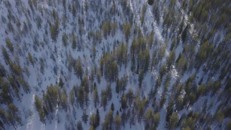 Erstaunliche-Filmische-Drohnenaufnahmen-Mit-Lens-Flares-Aus-Dem-Finnischen-Winterwildniswald-Lapplands