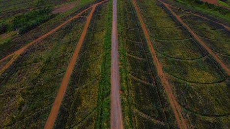 Aerial-shot-of-trucks-on-a-plantation-field