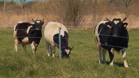 A-small-herd-of-three-cattle-is-grazing-in-a-meadow