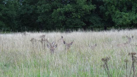 Herd-of-red-deer-rest-peacefully,-hidden-in-tall-dry-meadow-grass