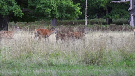 Deer-herd-walks-through-frame-in-dry-grass-boreal-forest-meadow
