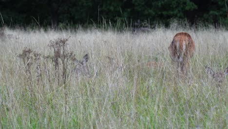 Red-Deer-stag-joins-other-deer,-lying-down-hidden-in-tall-dry-savannah