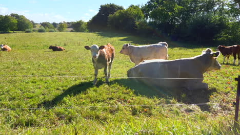 On-a-meadow-mother-cows-with-calves-are-lying-in-the-sun-1