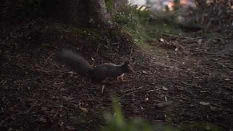Nahaufnahme-Eines-Jungen-Eichhörnchens,-Das-über-Den-Boden-Läuft-Und-Einen-Baum-Hinaufläuft