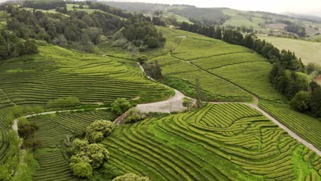 Wide-aerial-view-of-stepped-Chá-Gorreana-plantation-terraces,-Azores