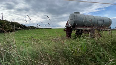 Static-super-wide-shot-of-a-cow-scratching-its-head-on-a-grey-tank-outside-on-a-field