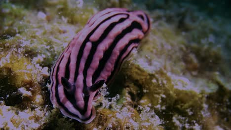 Pink-and-black-nudibranch-on-the-rocky-ocean-floor