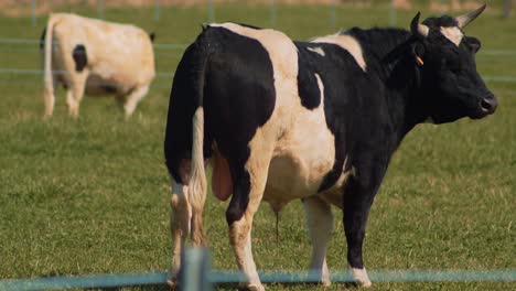 Cow-and-a-Bretonne-pie-noir-bull-grazing-in-a-meadow