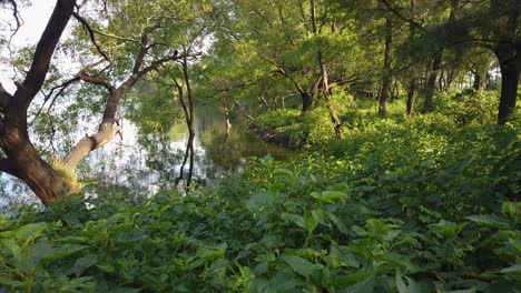 Lush-Foliage-Growing-On-The-Shore-Of-Vaitarna-Lake-In-Maharashtra,-India