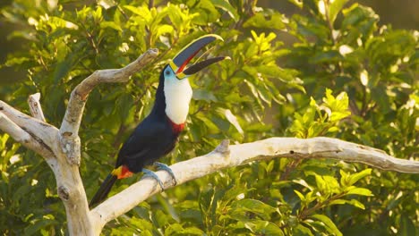 Active-Channel-billed-Toucan-perched-on-a-high-branch-Calling-out-and-then-looks-around-and-flies-away-magnificent