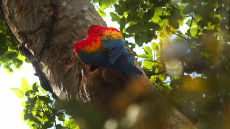 Pair-of-Scarlet-Macaws-nesting-in-a-Tree-Hollow-in-the-Rain-forest-Canopy-of-the-Peru-,-female-peeping-out