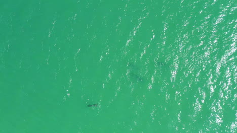 Aerial-Top-View-Of-Pod-Of-Wild-Bottlenose-Dolphins-Playful-In-Clear-Ocean-Water,-4K-Drone