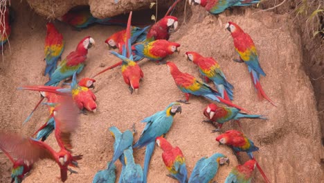 Flock-of-Scarlett-Macaws-and-Blue-yellow-macaws-gather-at-Chuncho-Clay-Lick-on-an-exposed-river-bank,-Tambopata-National-Reserve