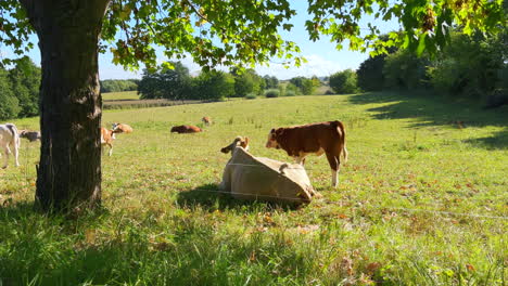 On-a-meadow-mother-cows-with-calves-are-lying-in-the-sun