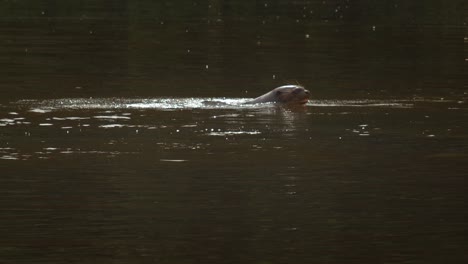 Single-Giant-River-otter-emerges-from-water-and-splashes-in-slow-motion-and-dives-back-under