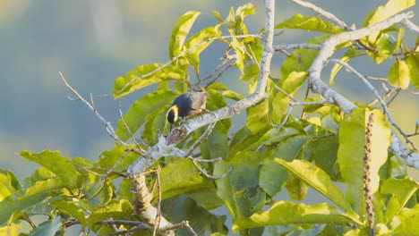 Pájaro-Carpintero-Amarillo-En-Busca-De-Larvas-Con-Su-Lengua-Larga-Dentro-De-Una-Pequeña-Rama-En-Su-Misión-Matutina-De-Forrajeo-En-La-Selva-Tropical-Llamando