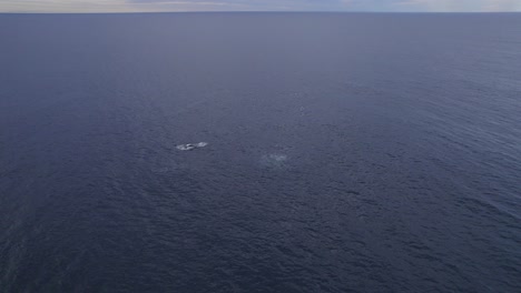 Luftaufnahme-Von-Buckelwalen,-Die-Im-Ruhigen-Blauen-Meer-Schwimmen