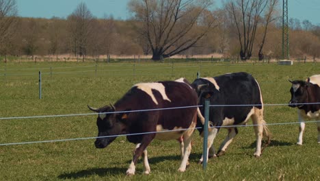 Eine-Herde-Kleiner-Französischer-Kühe,-Die-Um-Einen-Zaun-Herumlaufen