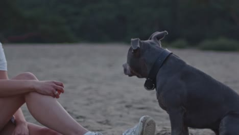 American-Staffordshire-Terrier-sitting-with-its-owner-in-beautiful-sand-dunes-at-dusk