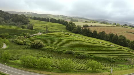 Chá-Gorreana-tea-plantation-in-green-hills-of-Azores,-zooming-aerial