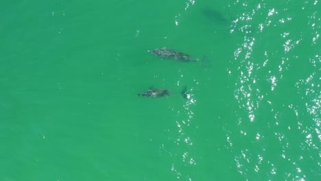 Family-Of-Wild-Bottlenose-Dolphins-Swimming-Underwater-At-Clear-Australian-Beach,-4K-Aerial-Drone